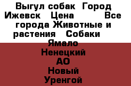 Выгул собак. Город Ижевск › Цена ­ 150 - Все города Животные и растения » Собаки   . Ямало-Ненецкий АО,Новый Уренгой г.